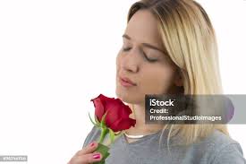 Flor Chica Foto de stock y más banco de imágenes de Rosa