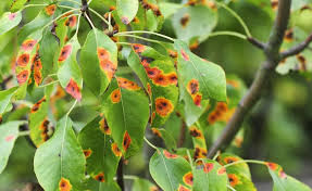 Rostpilze Garten Schadlinge Im Garten Garten Pflanzen