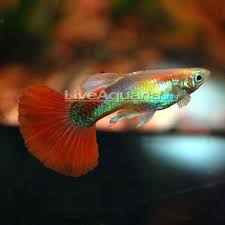 Pin On Aquarium Fish
