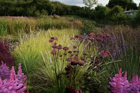 West Cork Piet Oudolf Dutch Gardens Landscape Design Plants