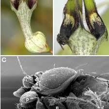 Image result for Epistemma neuerburgii