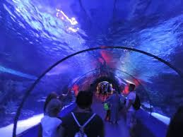 Antalya Aquarium Antalya Akvaryumu Resmi Tripadvisor
