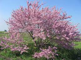 Maybe you would like to learn more about one of these? Cercis Siliquastrum Wikipedia