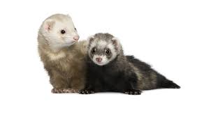 The pfcs hosts numerous fundraisers. Diet For Ferrets Zupreem Pet