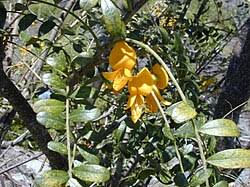 Image result for Sophora velutina