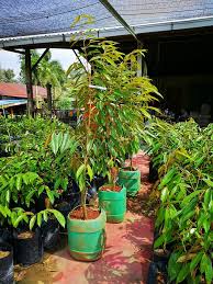Maybe you would like to learn more about one of these? Hybrid Nursery Benih Musang King Super Ketinggian Facebook