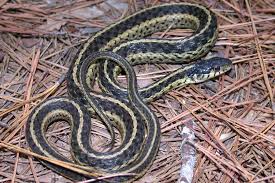 Snake bites ordinarily happen when a person picks them up to take a closer look at it, and the snake reacts in fear. Eastern Garter Snake