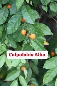 Image result for Carpolobia alba