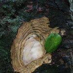 Image result for Celtis mildbraedii