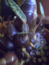 Image result for Ledebouria Unidentified sp. no5.