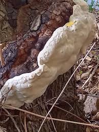 Image result for Craterispermum schweinfurthii