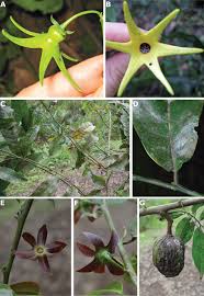 Image result for Uvaria angolensis