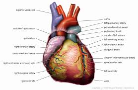 Carbon dioxide is passed out of the body by the lungs; 2 3 1 Blood Circulatory System Siyavula Life Sciences Grade 10 Openstax Cnx