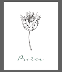 Protea Print Protea Botanical Line Drawing Protea Art