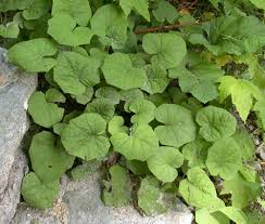 Tilford, natural remedies for dogs and cats by cj puotinen Tussilago Farfara Umass Amherst Landscape Nursery Urban Forestry Program