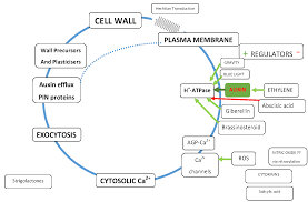 Structurally, plant and animal cells are very similar because they are both eukaryotic cells. Ijms Free Full Text The Role Of The Primary Cell Wall In Plant Morphogenesis Html