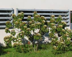 Image result for Dombeya acutangula