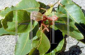 Image result for Eucalyptus torelliana