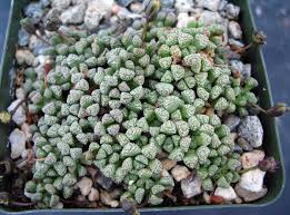 Image result for Neoboutonia