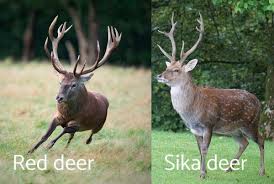 Types Of Deer Around The World