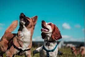Can Dogs Get Pregnant by Two Dogs?
