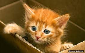 Gatito En Una Caja De Carton Kittens Cutest Cute Cats Kitten Wallpaper