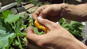 The best time to start fertilizing cucumbers is in the middle of the growing season. Fertilizing Cucumber Youtube