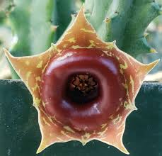 Image result for Huernia zebrina