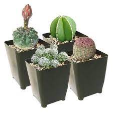 The one thing that can be challenging with cactus care is knowing how often to water cactus plants, as it is so easy enjoy your stay at smart garden guide. Cutest Little Mini Cactus Pack Live Cactus Assorted Pack Cactus Gift Decoration Succulents Box