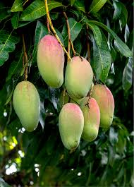 Image result for Mangifera indica