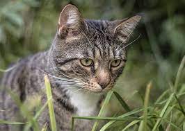How Long Do Cats Live A Guide To Cat Lifespan And Living Longer