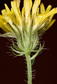 Image result for Crepis newii