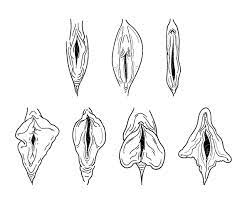 Line Art Vagina Bundle Svg Hand Drawn Pussy Vagina Drawing. - Etsy
