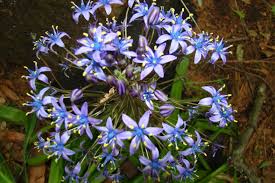 South carolina is the only state in the u.s. What Is This Blue Flower Found In Upstate South Carolina