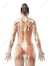 Check spelling or type a new query. Female Back Muscles Stock Photo Picture And Royalty Free Image Image 23222249