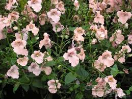 Image result for ostruhatka