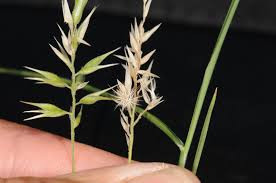 Image result for Enneapogon