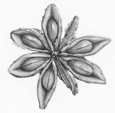 Illicium Verum Star Anise 0509 Melbourne06 Graphite Jpeg 356 349 Pixels Floral Tattoo Sleeve Seed Illustration Floral Drawing