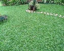 Pupuk kandang yang baik yaitu pupuk kandang yang halus atau dihaluskan lebih dahulu. 4 Jenis Pupuk Untuk Rumput Gajah Mini Agar Tumbuh Sempurna Ilmubudidaya Com