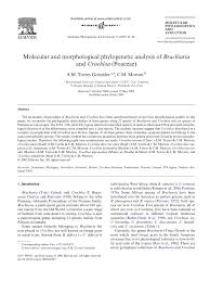 Image result for Urochloa leersioides