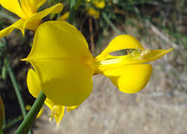 Image result for Aptosimum junceum