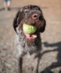 Feb 05, 2021 · dogs with medium to longer fur coats may require baths as often as every other week up to every four to six weeks. How Often Should I Bathe My Dog Petsafe