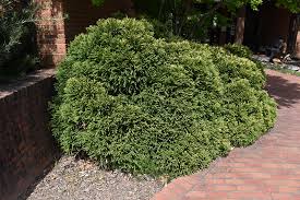 Check spelling or type a new query. Dwarf Globe Japanese Cedar Cryptomeria Japonica Globosa In Richmond Fairfax Loudoun Prince William Fredericks Virginia Va At Meadows Farms Nurseries