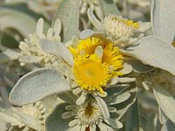 Image result for Pentanema