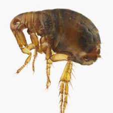 Tennessee's continental climate with it's hot summers and cold winters allow a large variety of different pests to flourish. Help For Fleas Russell S Pest Control