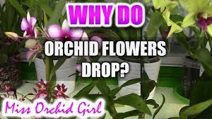 Maybe you would like to learn more about one of these? Why Do Orchid Flowers Drop Prematurely Youtube