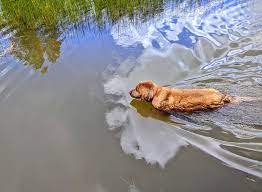 What's great about the norcal poodle rescue and adoption center is that they also rehabilitate each dog which can include. Norcal Golden Retriever Rescue Home Facebook