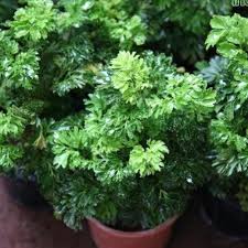 Image result for Polyscias kivuensis