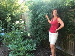 Check spelling or type a new query. Jenn Nawada On Twitter Very Proud Of This Homeowner Bostongalagirls Really Trained Her Sweet Autumn Clematis