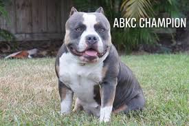 Best Of The Tri Color American Bully I 2020